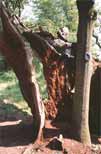 Wilberforce Oak 31-05-82